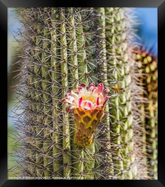 Flying Bee Large Flower Organ Pipe Cactus Blooming  Framed Print by William Perry