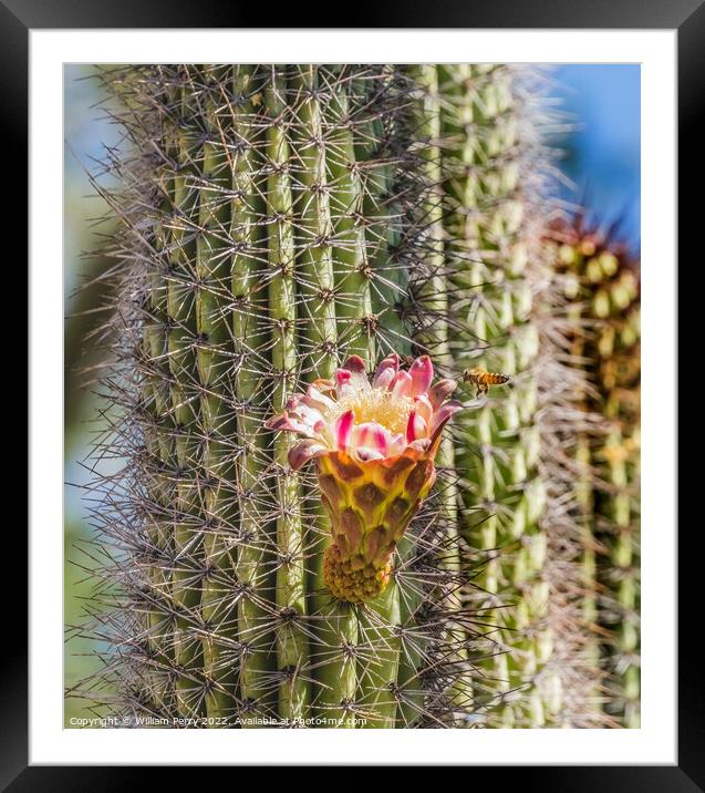 Flying Bee Large Flower Organ Pipe Cactus Blooming  Framed Mounted Print by William Perry