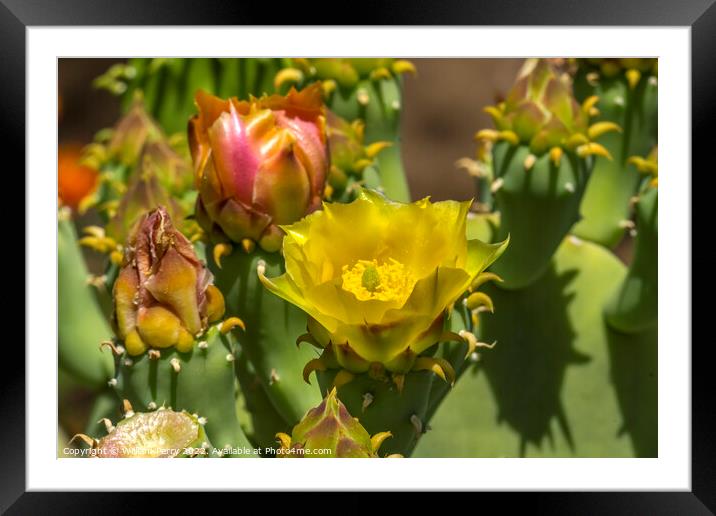 Yellow Blossom Plains Prickly Pear Cactus Blooming Macro Framed Mounted Print by William Perry