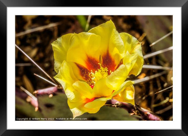 Yellow Red Blossom Eastern Prickly Pear Cactus Blooming Macro Framed Mounted Print by William Perry