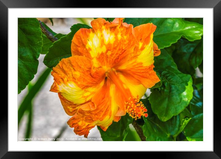 Orange Yellow Mixed Tropical Hibiscus Flower Moorea Tahiti Framed Mounted Print by William Perry