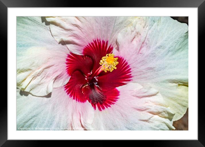 White Burgundy Mount Everest Hibiscus Flower Moorea Tahiti Framed Mounted Print by William Perry