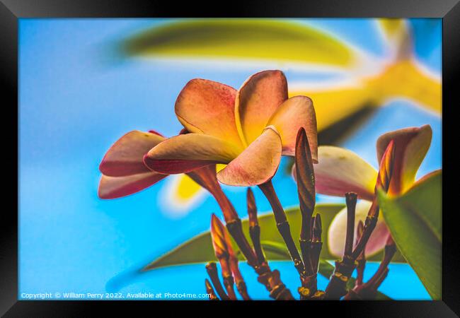 Pink Yellow Frangipani Moorea Tahiti Framed Print by William Perry