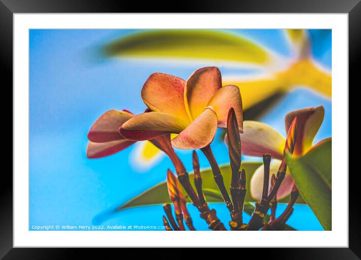Pink Yellow Frangipani Moorea Tahiti Framed Mounted Print by William Perry