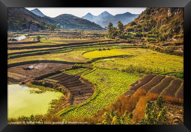 Chinese Peasant Working Fields Guizhou China Framed Print by William Perry