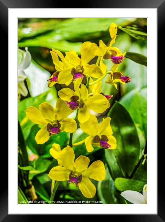 Yellow Purple Orchids Waikiki Honolulu Hawaii Framed Mounted Print by William Perry