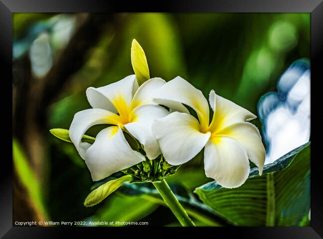 White Yellow Frangipini Waikiki Honolulu Hawaii Framed Print by William Perry