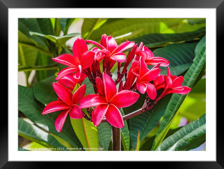 Red Frangipini Waikiki Honolulu Hawaii Framed Mounted Print by William Perry