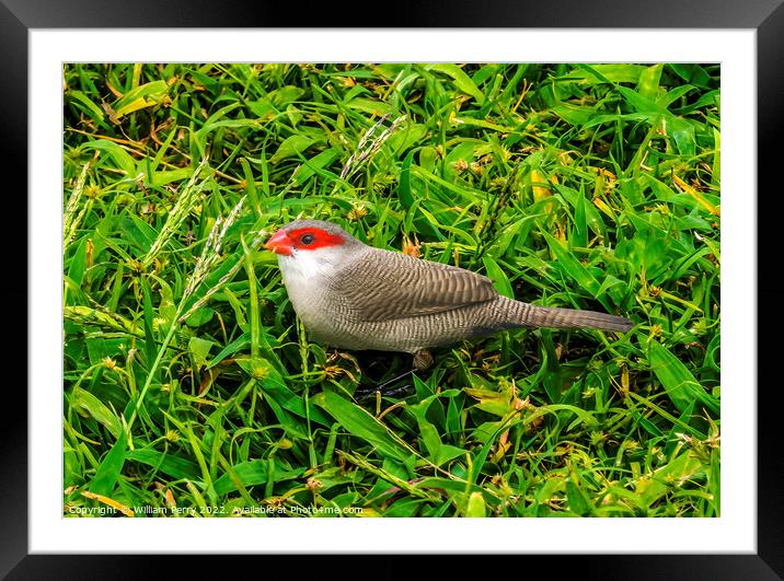 Common Waxbill Waikiki Honolulu Hawaii Framed Mounted Print by William Perry