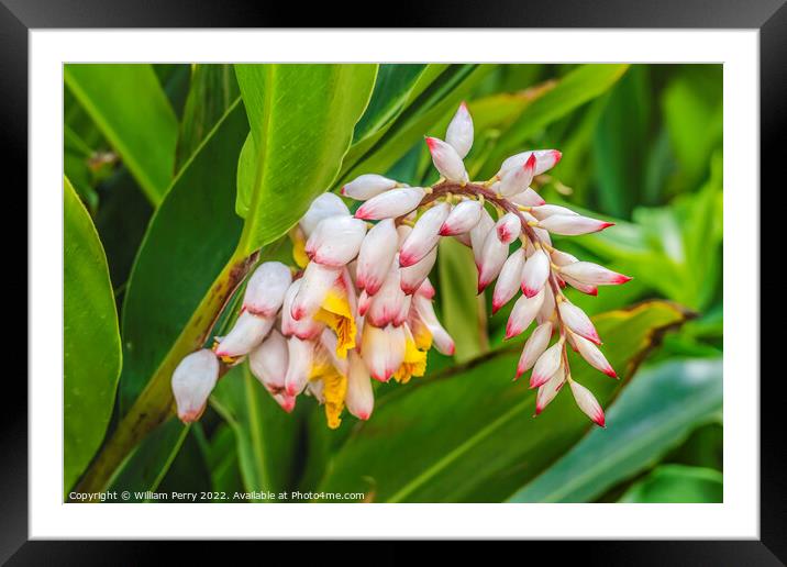 Colorful Shell Ginger Flowers Waikiki Honolulu Hawaii Framed Mounted Print by William Perry