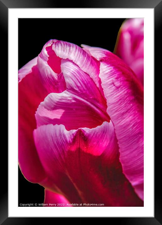 Pink White Darwin Tulip Blooming Macro Framed Mounted Print by William Perry