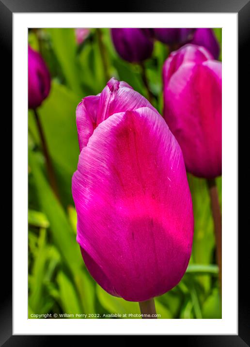 Pink White Darwin Tulip Blooming Macro Framed Mounted Print by William Perry