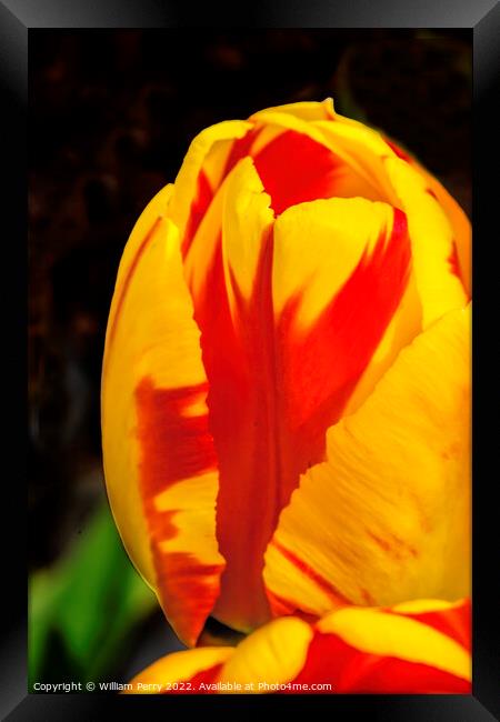Red Yellow Banja Luka Tulip Blooming Macro Framed Print by William Perry