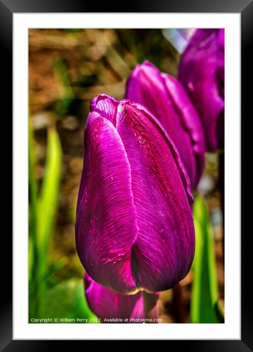 Purple Darwin Tulip Blooming Macro Framed Mounted Print by William Perry