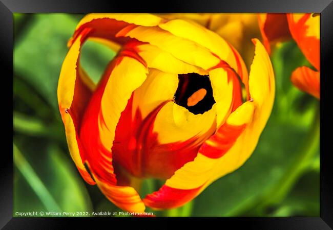 Red Yellow Banja Luka Tulip Blooming Macro Framed Print by William Perry