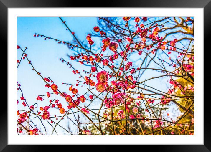 Plum Blossoms West Lake Hangzhou Zhejiang China Framed Mounted Print by William Perry