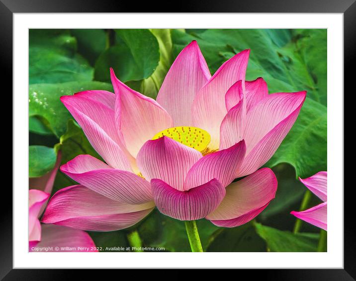 Pink Sacred Lotus Flower Blossom Framed Mounted Print by William Perry