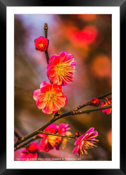 Plum Blossoms Sunset West Lake Hangzhou Zhejiang China Framed Mounted Print by William Perry