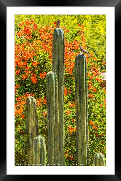 Green Cactus Fountain Flowers Botanical Garden Tucson Arizona Framed Mounted Print by William Perry