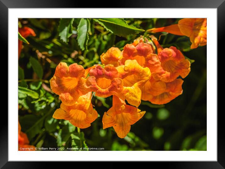 Orange Trumpet Creeper Flowers Tucson Arizona Framed Mounted Print by William Perry