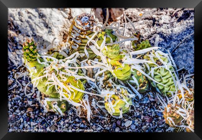 Paper Spined Cactus White Needles Garden Tucson Arizona Framed Print by William Perry