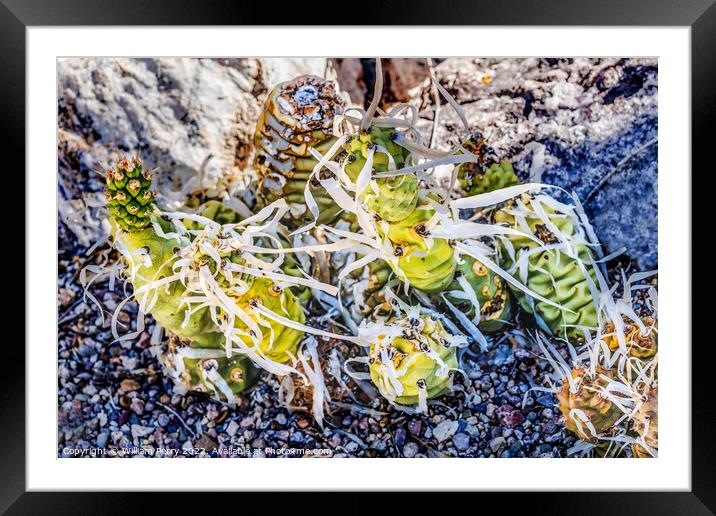 Paper Spined Cactus White Needles Garden Tucson Arizona Framed Mounted Print by William Perry