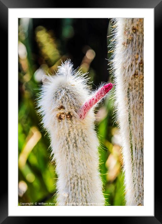 Silver Torch Cactus Red Flower Botanical Garden Tucson Arizona Framed Mounted Print by William Perry