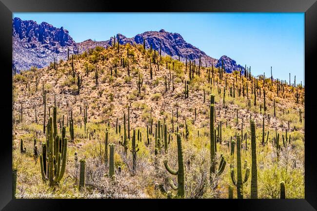 Mountain Saguaro Blooming Cactus Sonora Desert Tucson Arizona Framed Print by William Perry