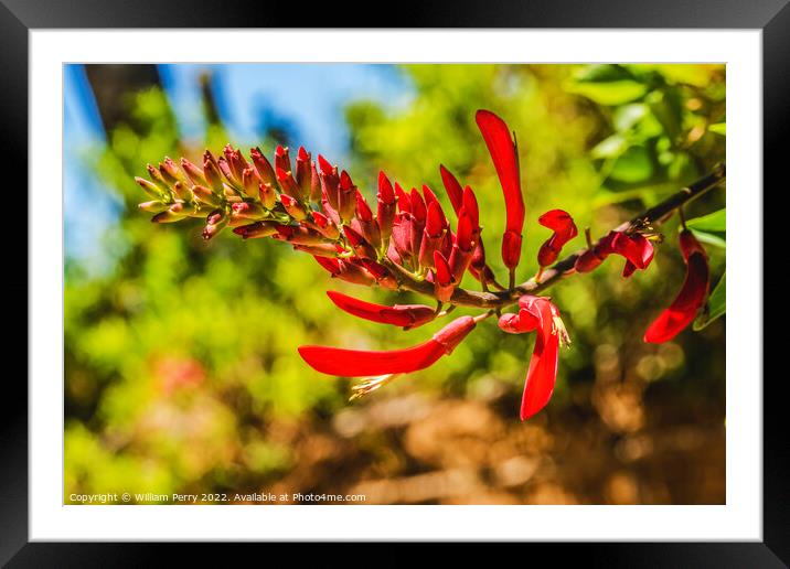 Red Coral Bean Flowers Sonora Desert Museum Tucson Arizona Framed Mounted Print by William Perry