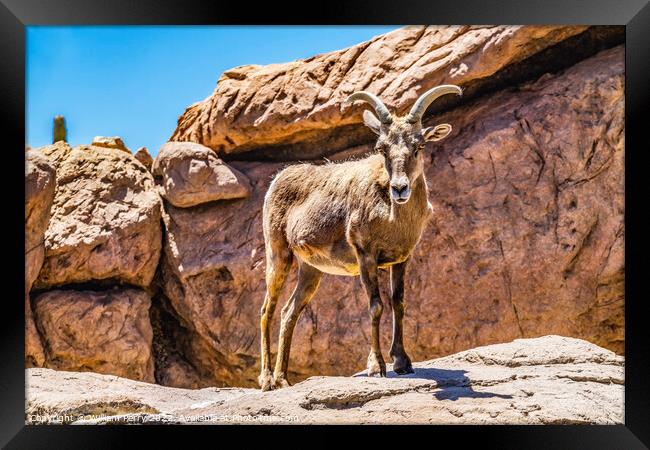 Bighorn Sheep Sonora Desert Museum Tucson Arizona Framed Print by William Perry