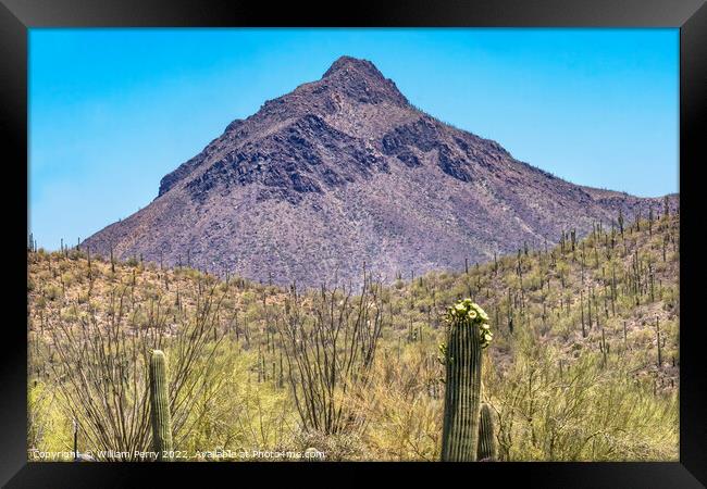 Mountain Saguaro Cactus Sonora Desert Museum Tucson Arizona Framed Print by William Perry