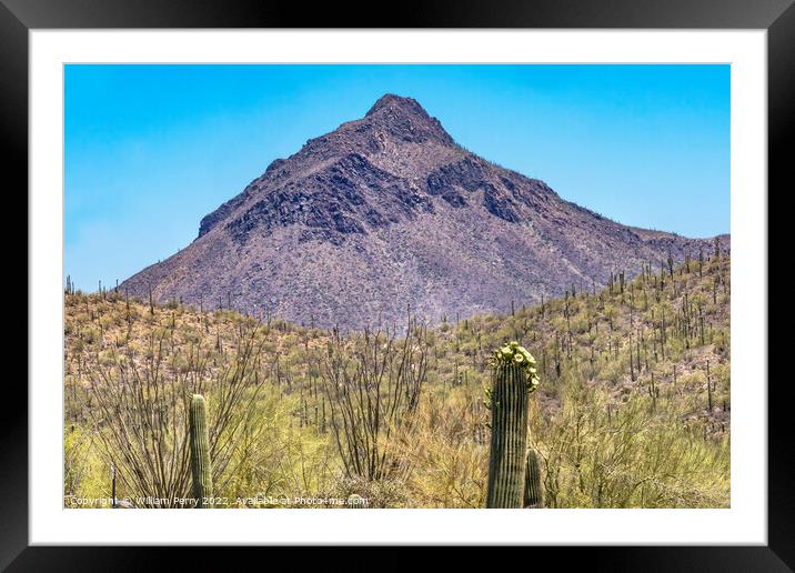 Mountain Saguaro Cactus Sonora Desert Museum Tucson Arizona Framed Mounted Print by William Perry