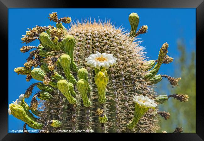 White Flowers Saguaro Cactus Saguaro Desert Museum Tucson Arizona Framed Print by William Perry