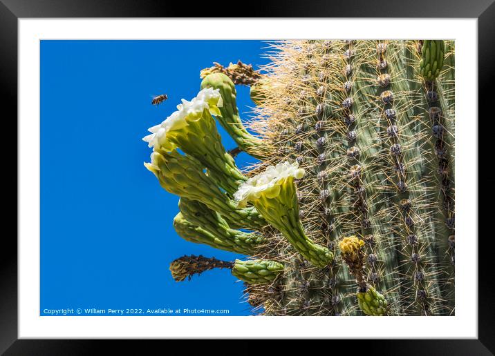 Bee White Flowers Saguaro Cactus Saguaro Desert Tucson Arizona Framed Mounted Print by William Perry