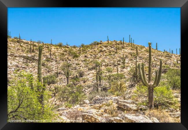 Mount Lemon View Saguaro Blooming Cactus Tucson Arizona Framed Print by William Perry