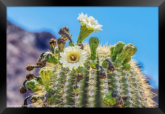 Saguaro Cactus Flowers Blooming Saguaro National Park Tucson Arizona Framed Print by William Perry