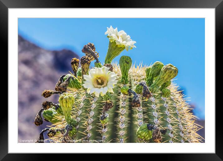 Saguaro Cactus Flowers Blooming Saguaro National Park Tucson Arizona Framed Mounted Print by William Perry