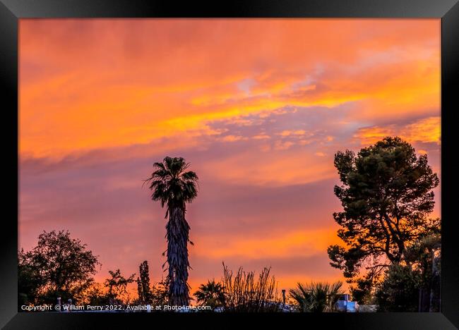 Colorful Sunset Palm Tree Sonora Desert Tucson Arizona Framed Print by William Perry