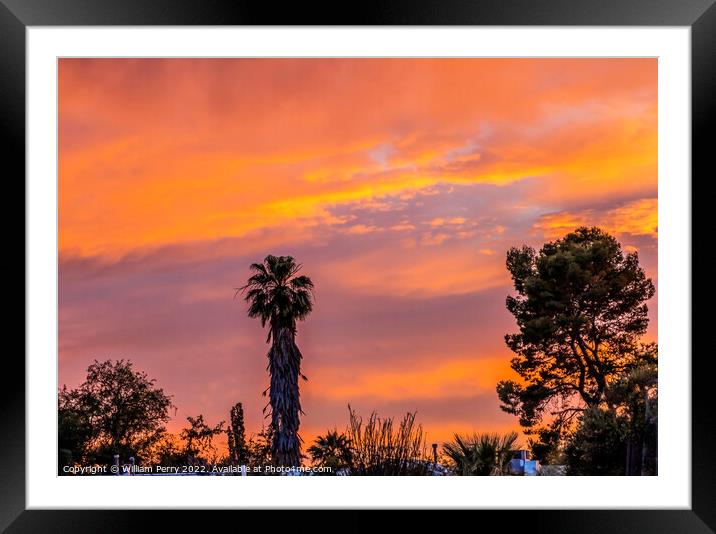 Colorful Sunset Palm Tree Sonora Desert Tucson Arizona Framed Mounted Print by William Perry