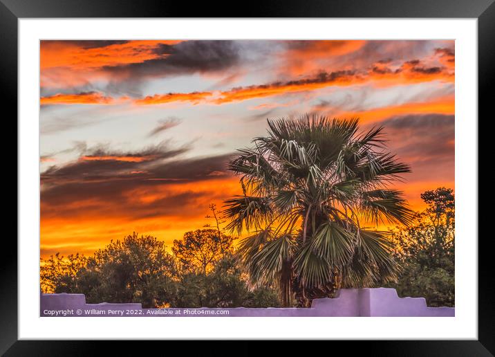 Colorful Sunset Palm Tree Sonora Desert Tucson Arizona Framed Mounted Print by William Perry