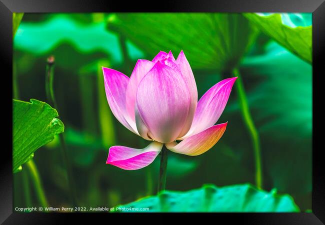 Pink Lotus Close Up Beijing China Framed Print by William Perry