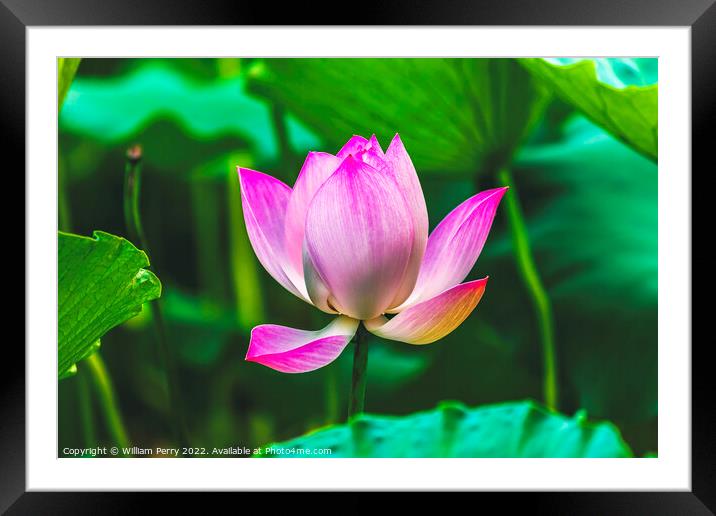 Pink Lotus Close Up Beijing China Framed Mounted Print by William Perry