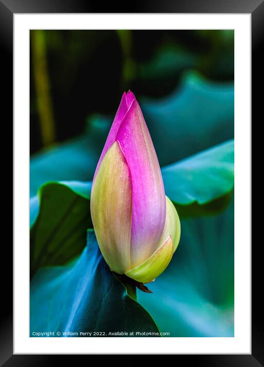 Pink Lotus Bud Close Up Beijing China Framed Mounted Print by William Perry