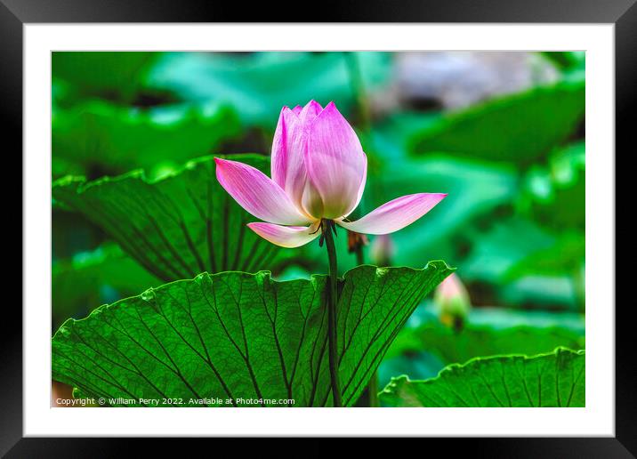 Pink Lotus Close Up Beijing China Framed Mounted Print by William Perry