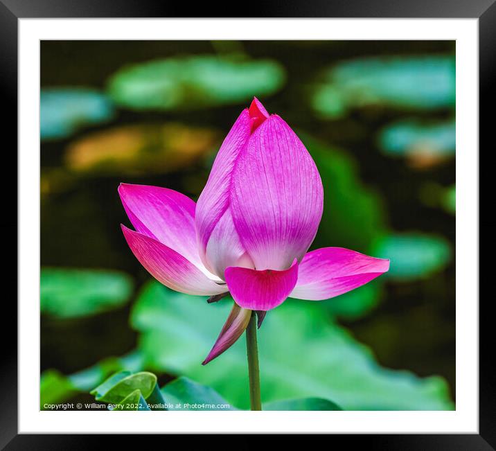 Pink Lotus Close Up Beijing China Framed Mounted Print by William Perry