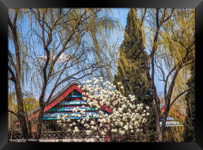 Magnolias Willows Summer Palace Beijing China Framed Print by William Perry