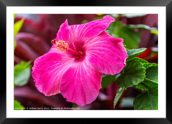 Hot Pink Tropical Hibiscus Flower Waikiki Oahu Hawaii Framed Mounted Print by William Perry
