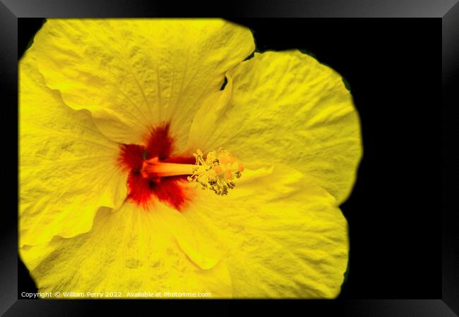 Yellow Tropical Hibiscus Flower Waikiki Oahu Hawaii Framed Print by William Perry