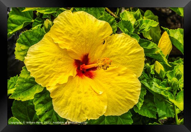 Yellow Red Tropical Hibiscus Flower Waikiki Oahu Hawaii Framed Print by William Perry