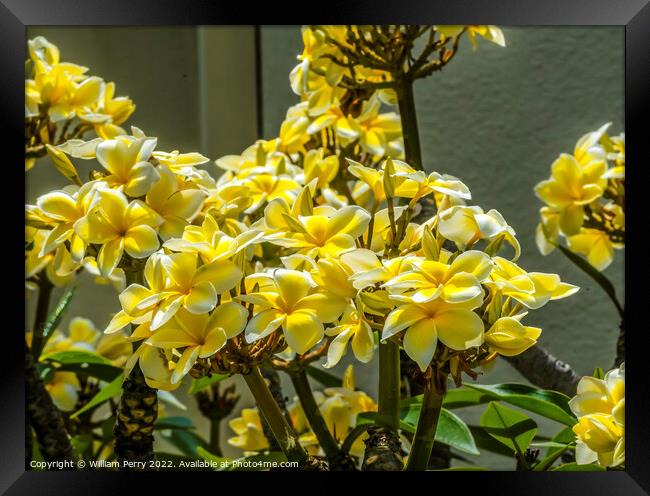 White Yellow Frangipini Plumeria Blossoms Waikiki Honolulu Hawai Framed Print by William Perry